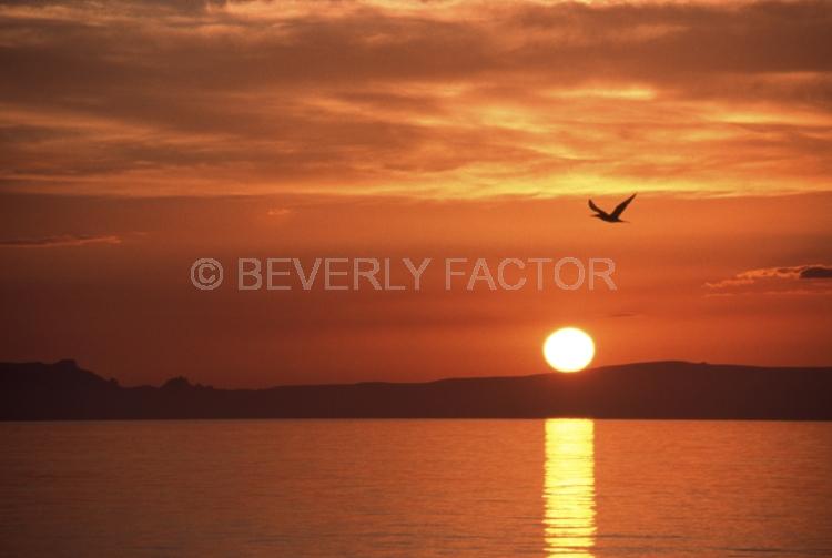 Island;bird;La Paz;mexico;Sunset;sky;sun;water;red;palm trees;sillouettes;ocean